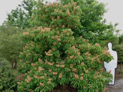 Aesculus pavia 'Koehnei'