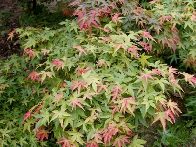 Acer palmatum 'Kogane Sakae'