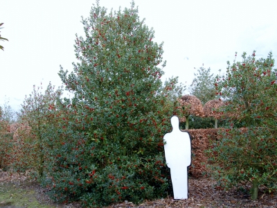 Ilex aquifolium 'Pyramidalis'