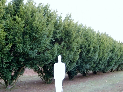 Taxus baccata 