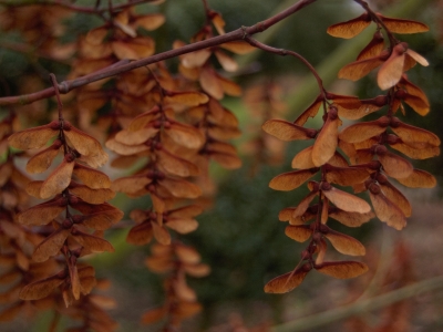 Acer davidii