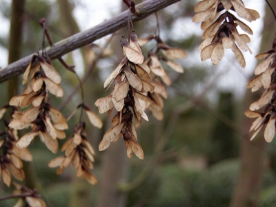 Acer capillipes