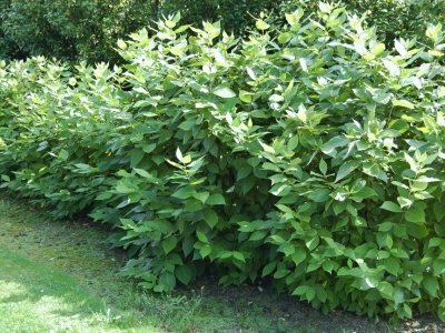 Door het voortdurend produceren van nieuwe twijgen vanuit de wortel, leent hij zich ... Calycanthus floridus