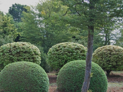 Acer platanoïdes 'Globosum'