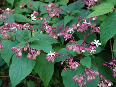 De fijne witte bloempjes geuren opvallend sterk bij valavond. Clerodendrum trichotomum fargesii