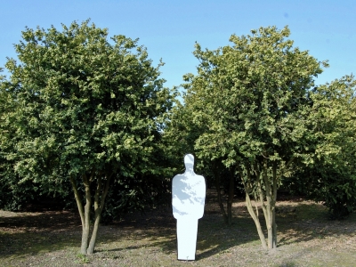 ... beantwoord volledig aan de criteria waaraan het typemodel van de meerstammig groenblijvende bomen, voor kleine tuinen, moeten voldoen. Buxus sempervirens 'Rotundifolia'