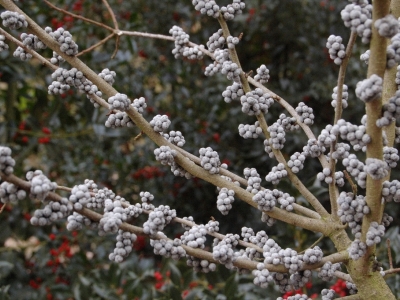 Myrica pensylvanica