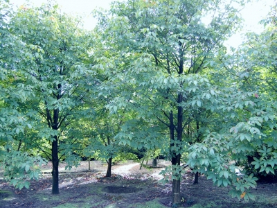 Aesculus pavia