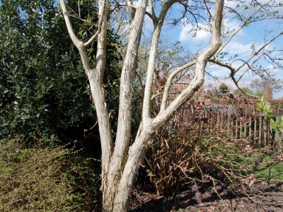 Heptacodium jasminioides