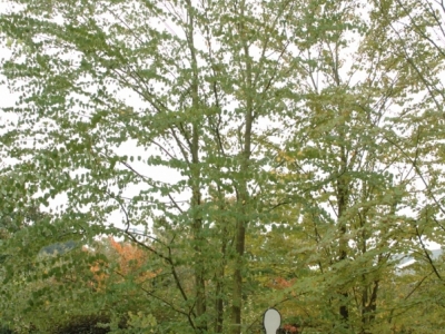 Meerstammige, japanse Katsuraboom, onopvallende bloei, vroeg ontluikend en kan hierdoor vorstschade oplopen, maar herstelt zeer gemakkelijk. Cercidiphyllum japonicum