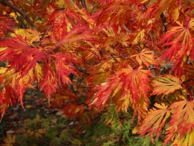 Acer japonicum 'Aconitifolium'