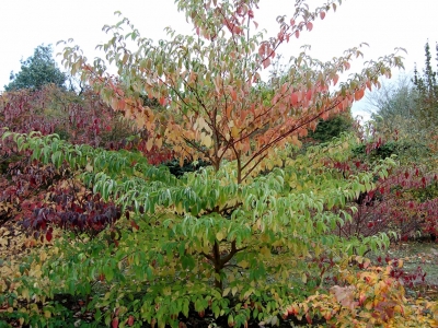 De herfsttinten zijn uniek .... Cornus controversa