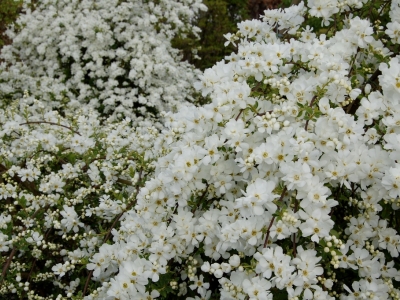 Exochorda  'The Bride'