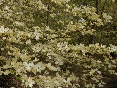 Cornus florida 'White Cloud'