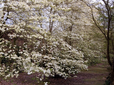 Cornus florida 'White Cloud'