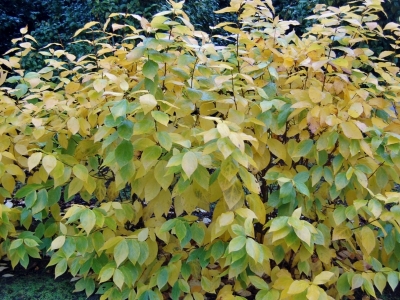 Warm gele herfstverkleuringen. Calycanthus floridus