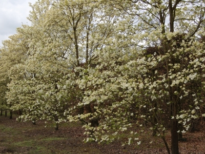 Cornus florida 'White Cloud'