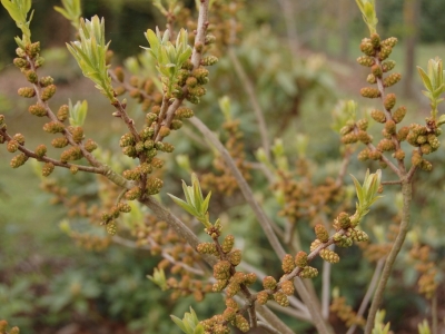 Myrica pensylvanica