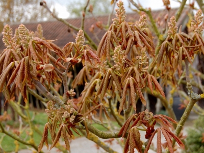 Aesculus pavia 'Koehnei'