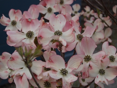 Cornus florida 'Rubra'