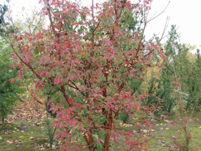 Acer griseum