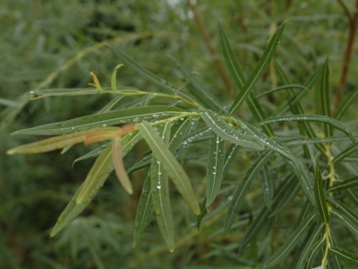 Salix triandra