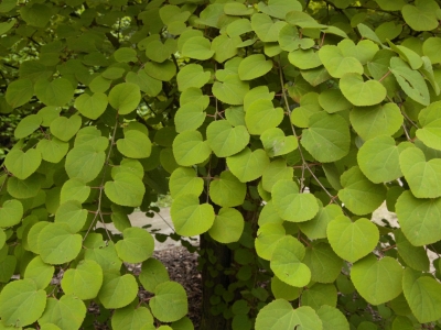 Deze boom met frisgroen, rood gesteeld hartvormig zomerblad verkiest een voldoende vochtige en frisse standplaats. Cercidiphyllum japonicum