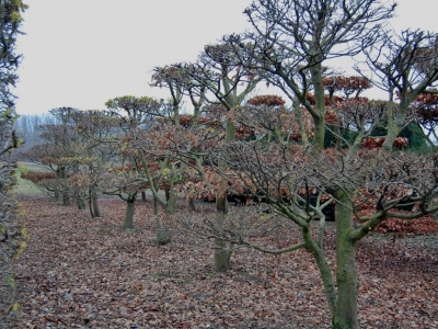 Carpinus betulus