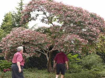 Fenomenale bloei bij volwassen exemplaren. Clerodendrum trichotomum fargesii