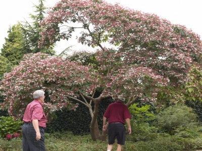 Clerodendrum trichotomum fargesii