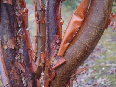 kaneelbruine afschilferende schors... Acer griseum
