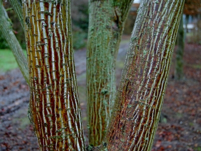 Acer capillipes