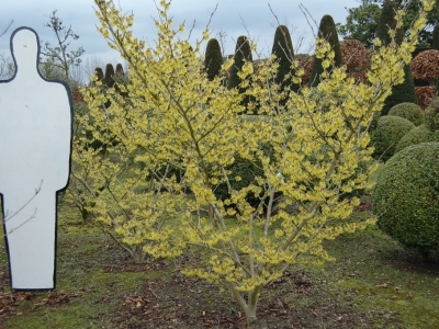 Hamamelis intermedia 'Arnold Promise'