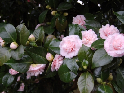 Camellia japonica  (n° 13)
