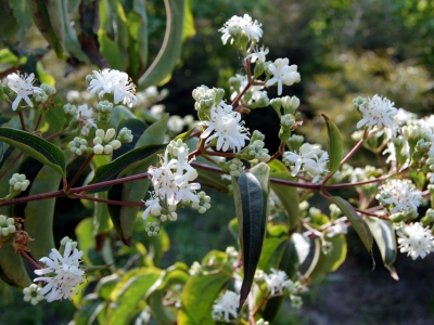 Heptacodium jasminioides