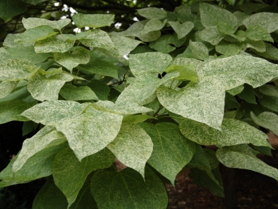 Catalpa speciosa 'Pulverulenta'