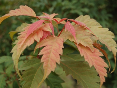 Acer cissifolium