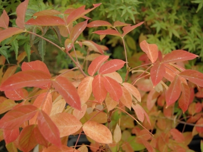 Staphylea pinnata