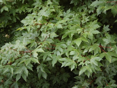 Acer zoeschense 'Annae'