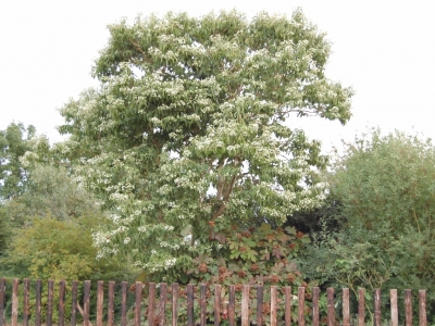 Heptacodium jasminioides