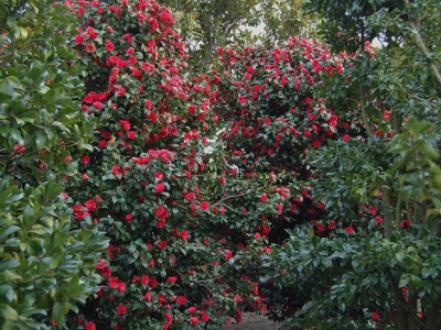 Camellia japonica