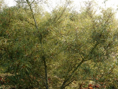 Frangula alnus 'Aspleniifolia'