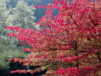 Euonymus alatus