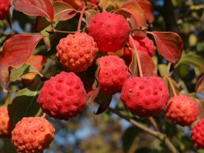 Cornus kousa 'China Girl'