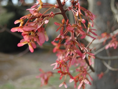 ... opvallende vruchtjes vroeg in de lente Acer rubrum 'October Glory'