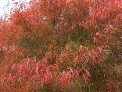 Acer palmatum 'Linearilobum'