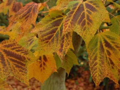 Acer rufinerve