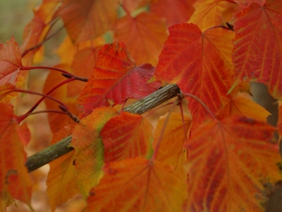 Acer capillipes