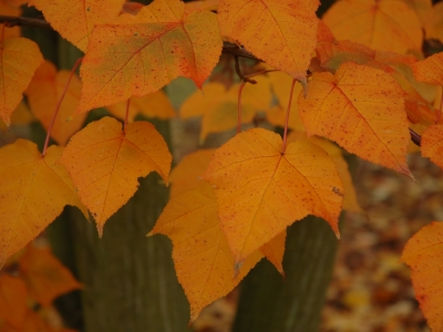 Acer davidii