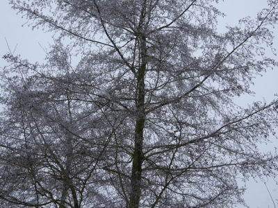 Alnus glutinosa 'Imperialis'